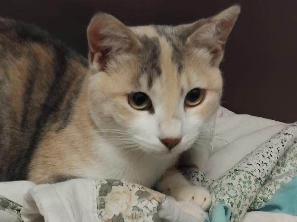 BONNIE, 6 mesi, dolce come il miele Foto 5